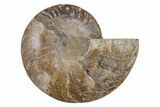 Cut & Polished Ammonite Fossil (Half) - Madagascar #212960-1